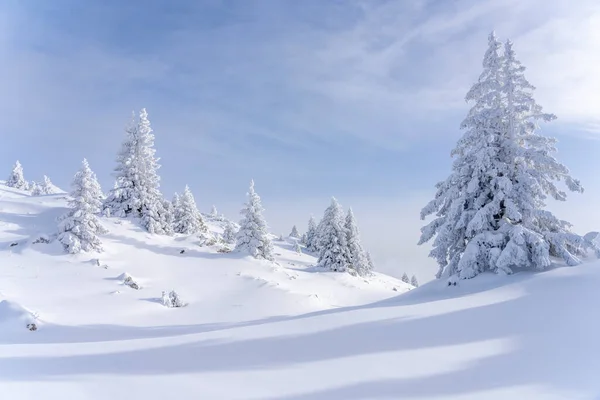 Drzewa Jodłowe Pokryte Śniegiem — Zdjęcie stockowe