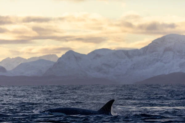 Una Orca Nada Fiordo Noruego Atardecer —  Fotos de Stock