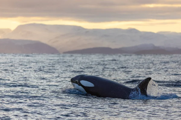 Una Ballena Asesina Nada Luz Del Atardecer —  Fotos de Stock