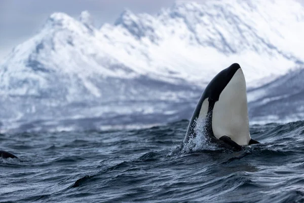 Una Ballena Asesina Inspecciona Los Alrededores —  Fotos de Stock