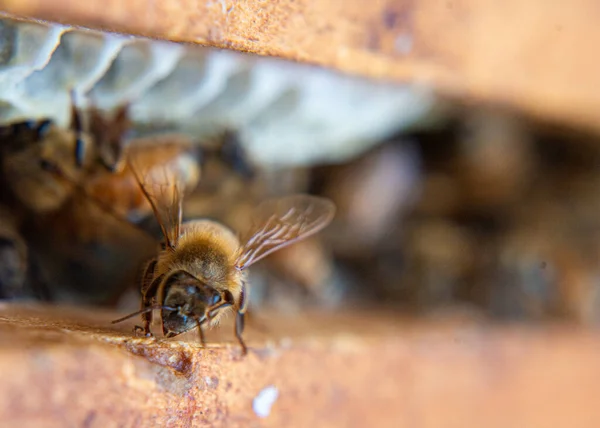 Medonosné Včely Pracují Svém Úlu — Stock fotografie