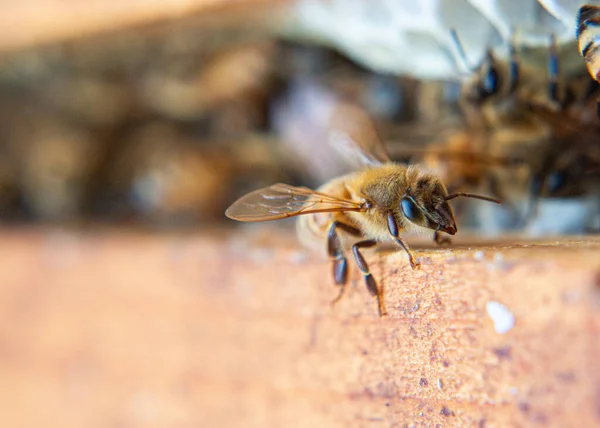 Medonosné Včely Pracují Svém Úlu — Stock fotografie
