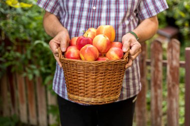 Sepeti yeni toplanmış elmalarla dolu insan elleri. Gala elmaları.