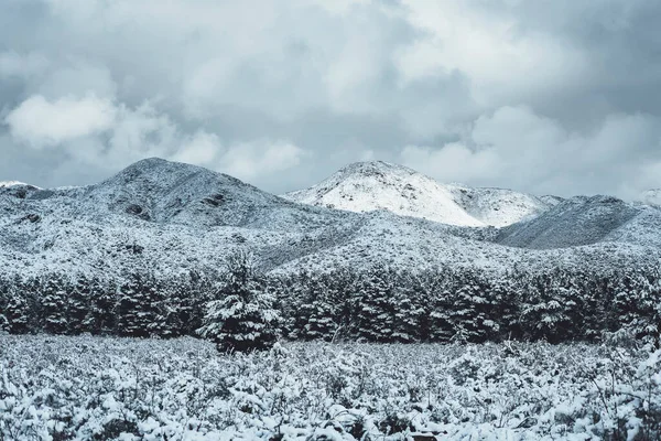 安第斯山脉森林里被雪覆盖的草原 — 图库照片