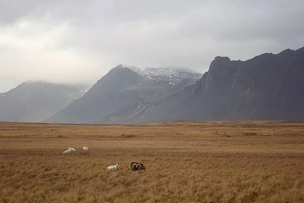Πρόβατα Βρίσκονται Στο Πεδίο Κοντά Στα Βουνά — Φωτογραφία Αρχείου