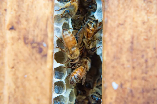 蜜蜂在蜂窝上的特写 — 图库照片