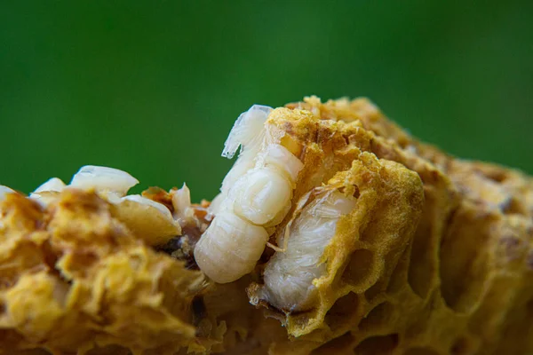 Zbliżenie Pszczół Plastry Miodu — Zdjęcie stockowe