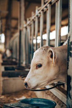 Genç buzağı ahırda