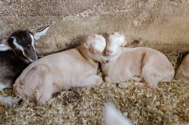 Two cute baby goats sleeping on each other's heads clipart