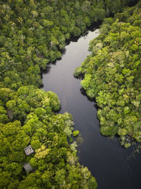 Negro Nehri ve yeşil Amazon bitkisinin güzel hava manzarası
