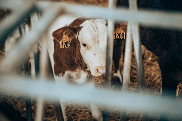 Junges Kalb Stall — Stockfoto