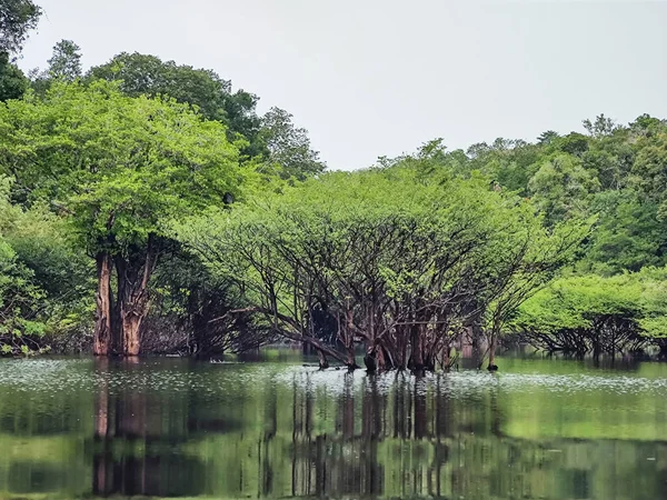 Prachtig Uitzicht Igapo Vegetatie Reflecties Amazon Rivier — Stockfoto