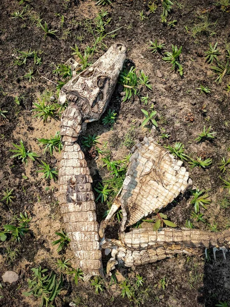 Gyönyörű Kilátás Halott Kajmán Csontvázra Földön Marad — Stock Fotó