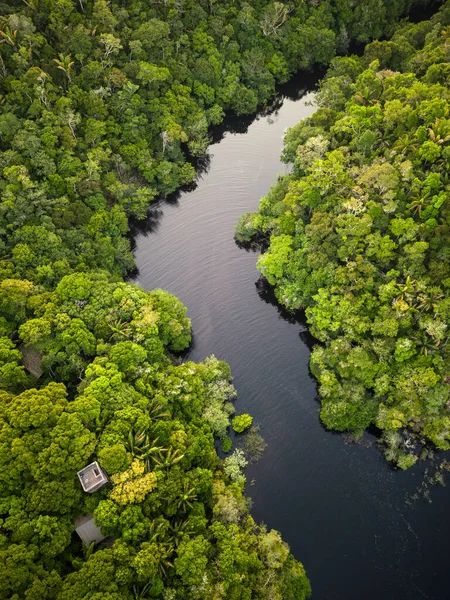 Hermosa Vista Aérea Río Negro Vegetación Verde Amazónica —  Fotos de Stock