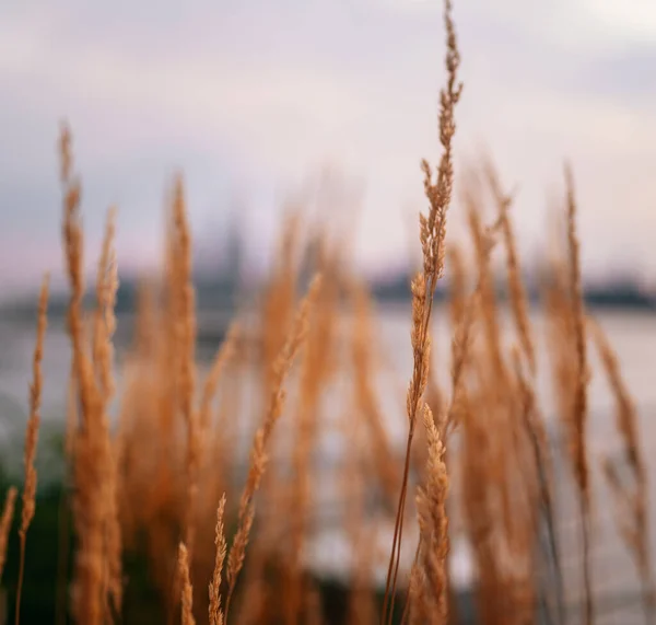 Gras Wind — Stockfoto