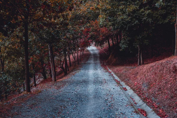 Estrada Floresta Folhas Outono Cores Outono — Fotografia de Stock