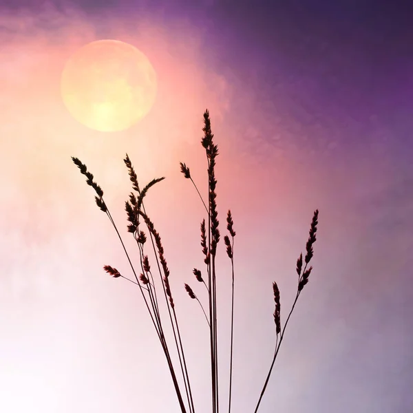 Blumenpflanzen Und Romantischer Sonnenuntergang Sommer — Stockfoto