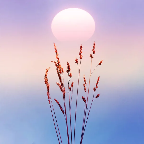 Blumenpflanzen Und Romantischer Sonnenuntergang Sommer — Stockfoto