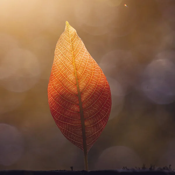 Braunes Laub Der Natur Herbstblätter Und Herbstfarben — Stockfoto