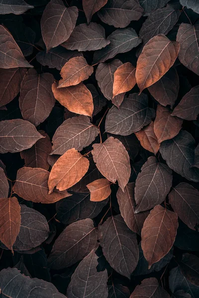 Braune Pflanzenblätter Der Natur Herbstblätter Und Herbstfarben — Stockfoto