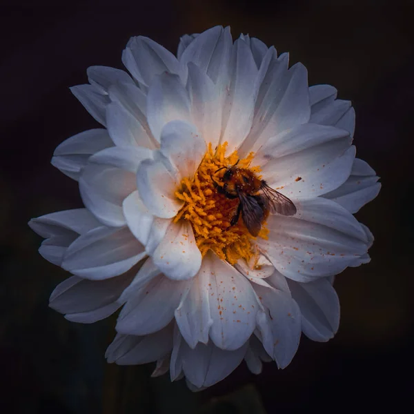 Pszczoła Białym Kwiatku Wiosną — Zdjęcie stockowe