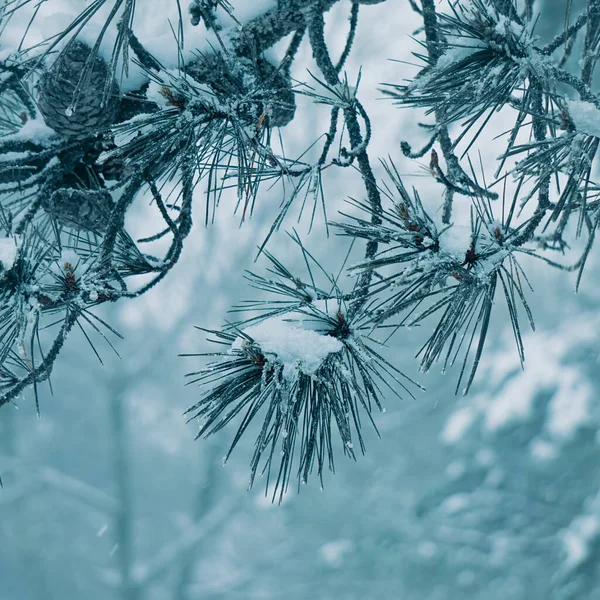 Çam Ağacındaki Kar Kışın Yaprakları Beyaz Arkaplan — Stok fotoğraf