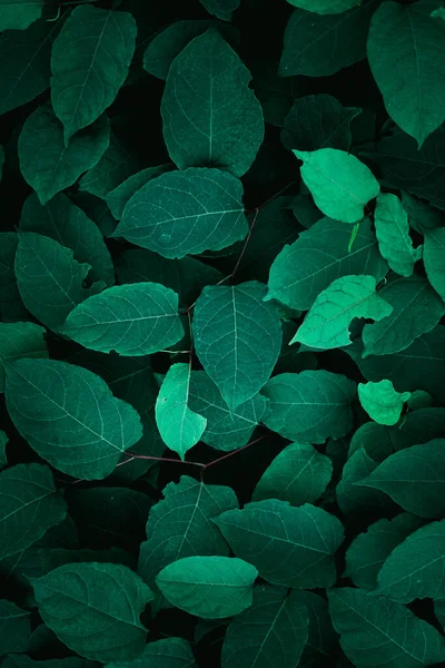 Zielone Liście Roślin Przyrodzie Wiosną Zielone Tło — Zdjęcie stockowe