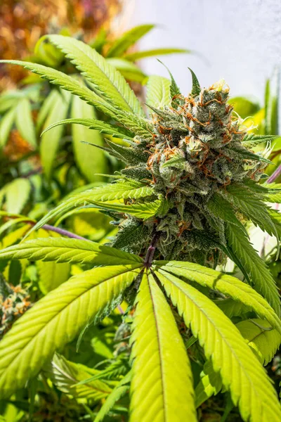 Premium Indoor Cannabis Bud Geteeld Onder Een Led Grow Light — Stockfoto