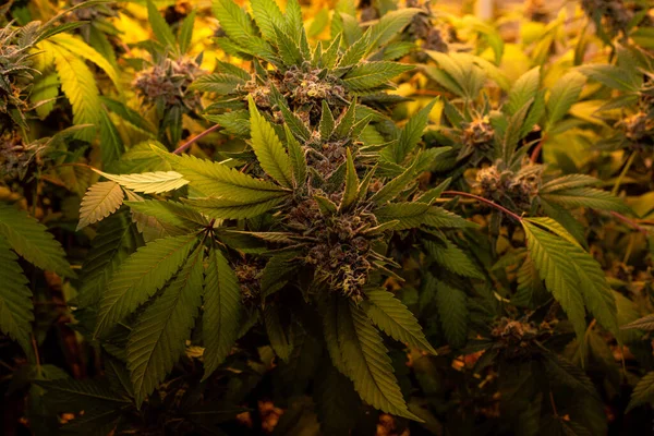 Bud Cannabis Interior Premium Sendo Cultivado Sob Luzes Led — Fotografia de Stock