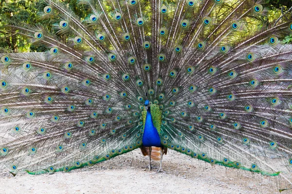 Fecho Pavão Pavão Azul Com Suas Asas Abertas — Fotografia de Stock