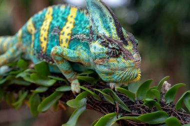 Ağaç dalında yeşil bukalemun, peçeli bukalemun. Yaklaş.