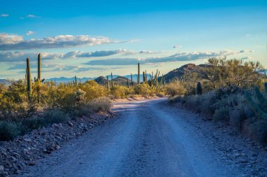 Organ Borusu Kaktüsü NM, Arizona 'ya kadar uzun bir yol var.