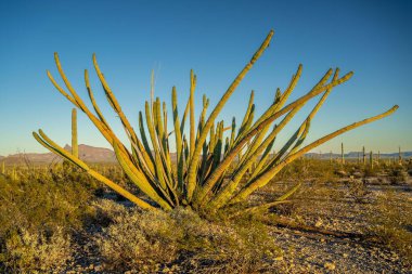 Arizona 'daki Organ Borusu Kaktüsü NM' nin manzarası