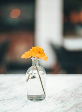 Cam bir vazoda çiçekler, güzel bir lüks.