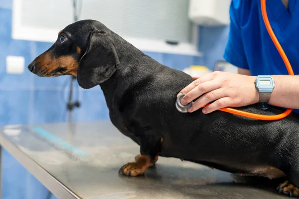 Dachshund Veterinary Clinic — Stock Photo, Image