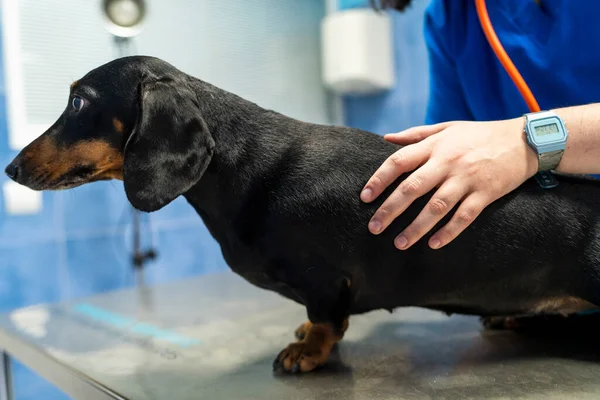 Dachshund Veterinary Clinic — Stock Photo, Image