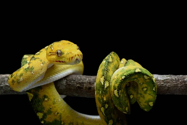 Juvenile Green Tree Phyton Auf Schwarzem Hintergrund — Stockfoto