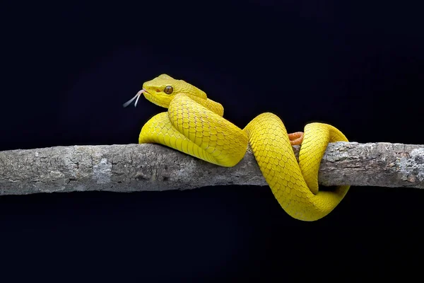 Żółta Żmija Czarnym Tle Białymi Ustami — Zdjęcie stockowe