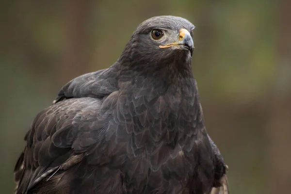 Portrait Swainson Hawk — Stock Photo, Image