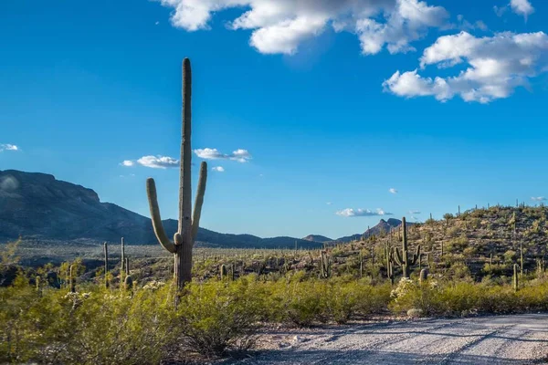 Largo Camino Por Camino Hacia Organ Pipe Cactus Arizona —  Fotos de Stock