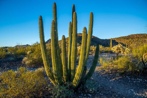 Uma Vista Panorâmica Tubulação Órgão Cactus Arizona — Fotografia de Stock