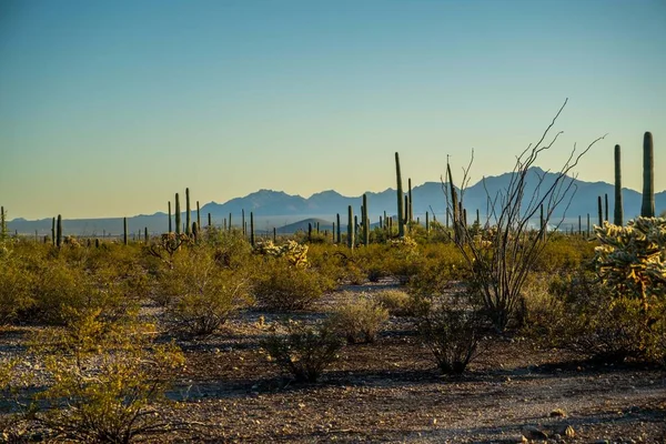 Blick Auf Organ Pipe Cactus Arizona — Stockfoto