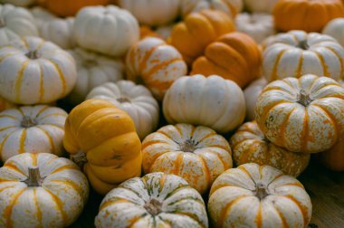 Turuncu ve beyaz balkabakları