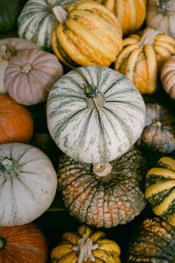 Çiftlikteki renkli balkabakları