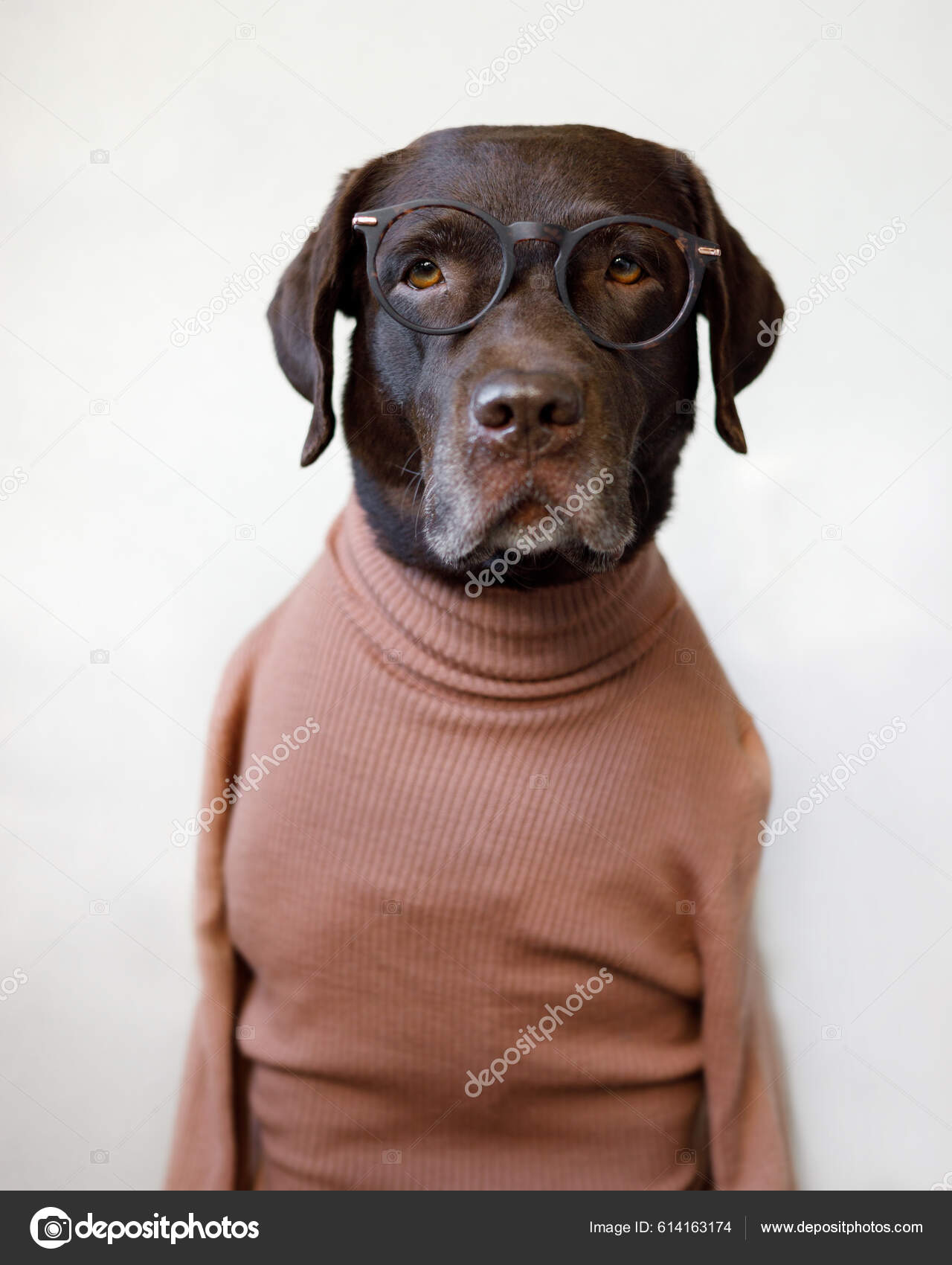 Labrador retriever sweater discount