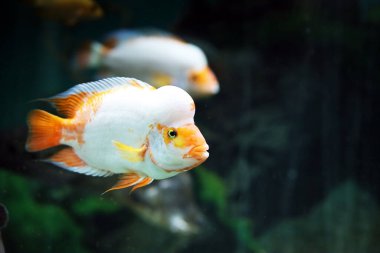 Akvaryumda renkli balıklar yüzüyor.