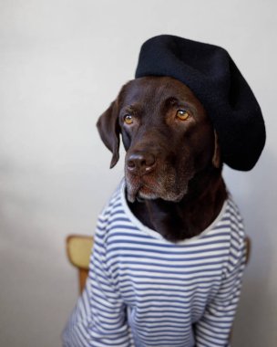 İnsan kıyafeti giymiş bir köpek sandalyeye oturur. Şık görünüş.