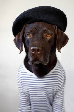 Şapkalı yetişkin bir köpeğin yakın plan portresi..