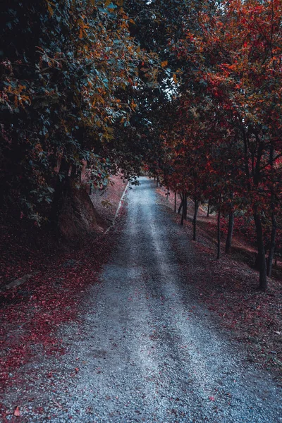 Weg Berg Met Bomen Het Najaar — Stockfoto