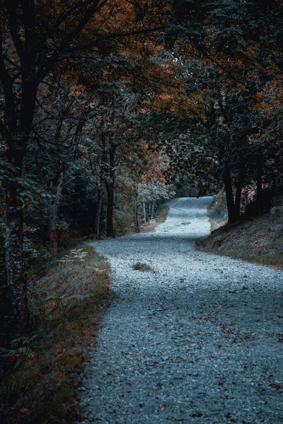 秋の木のある山の道 — ストック写真